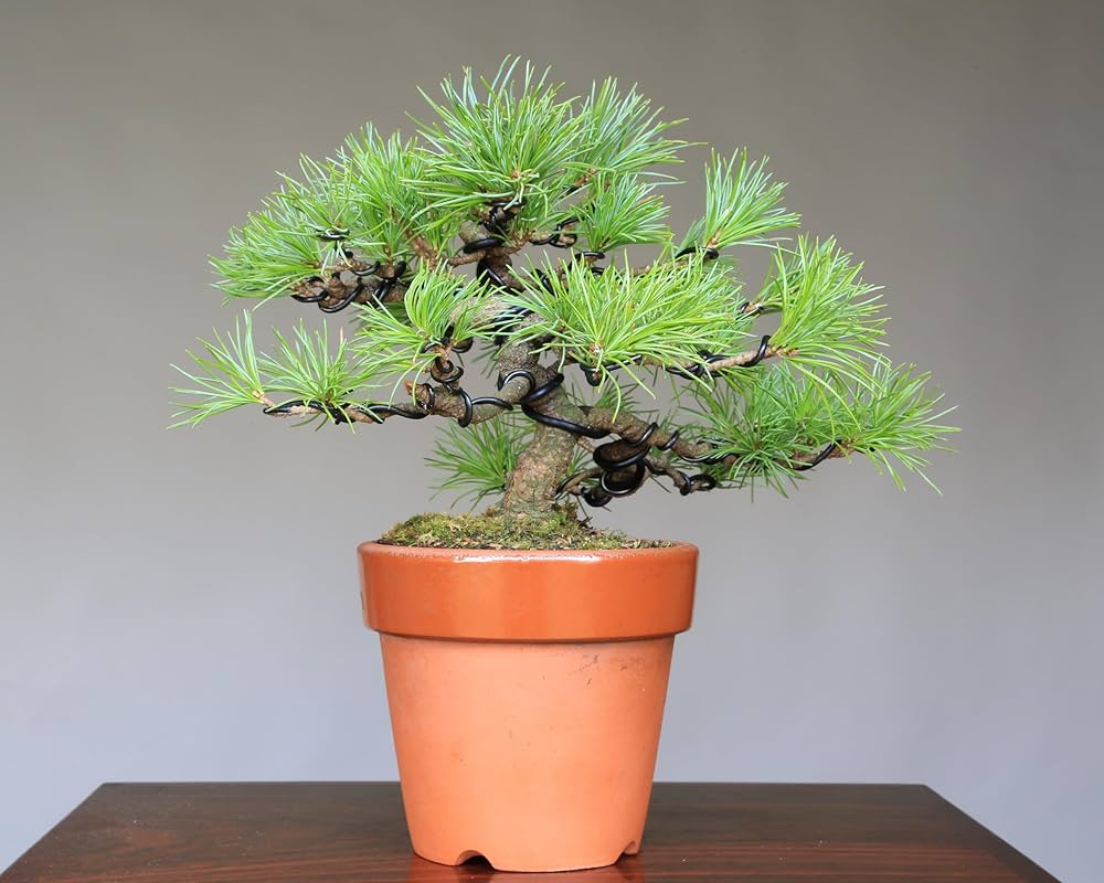 盆栽　五葉松　葵　植物　盆栽鉢 Amazon.co.jp: 五葉松『葵』アオイ 実生 小品盆栽【泰寿園